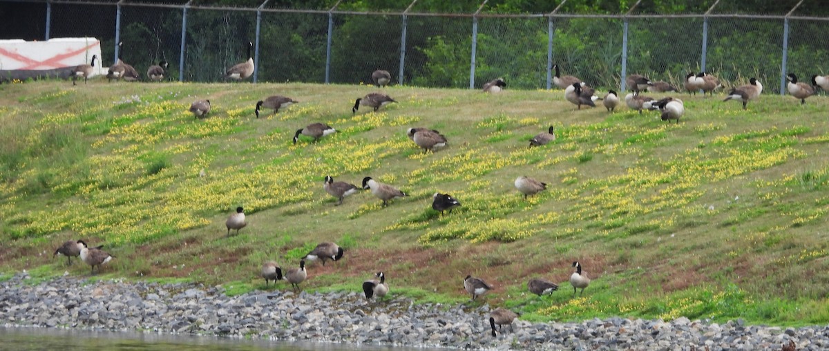 eBird Checklist - 14 Jul 2025 - Pickering Ponds, Rochester - 48 species