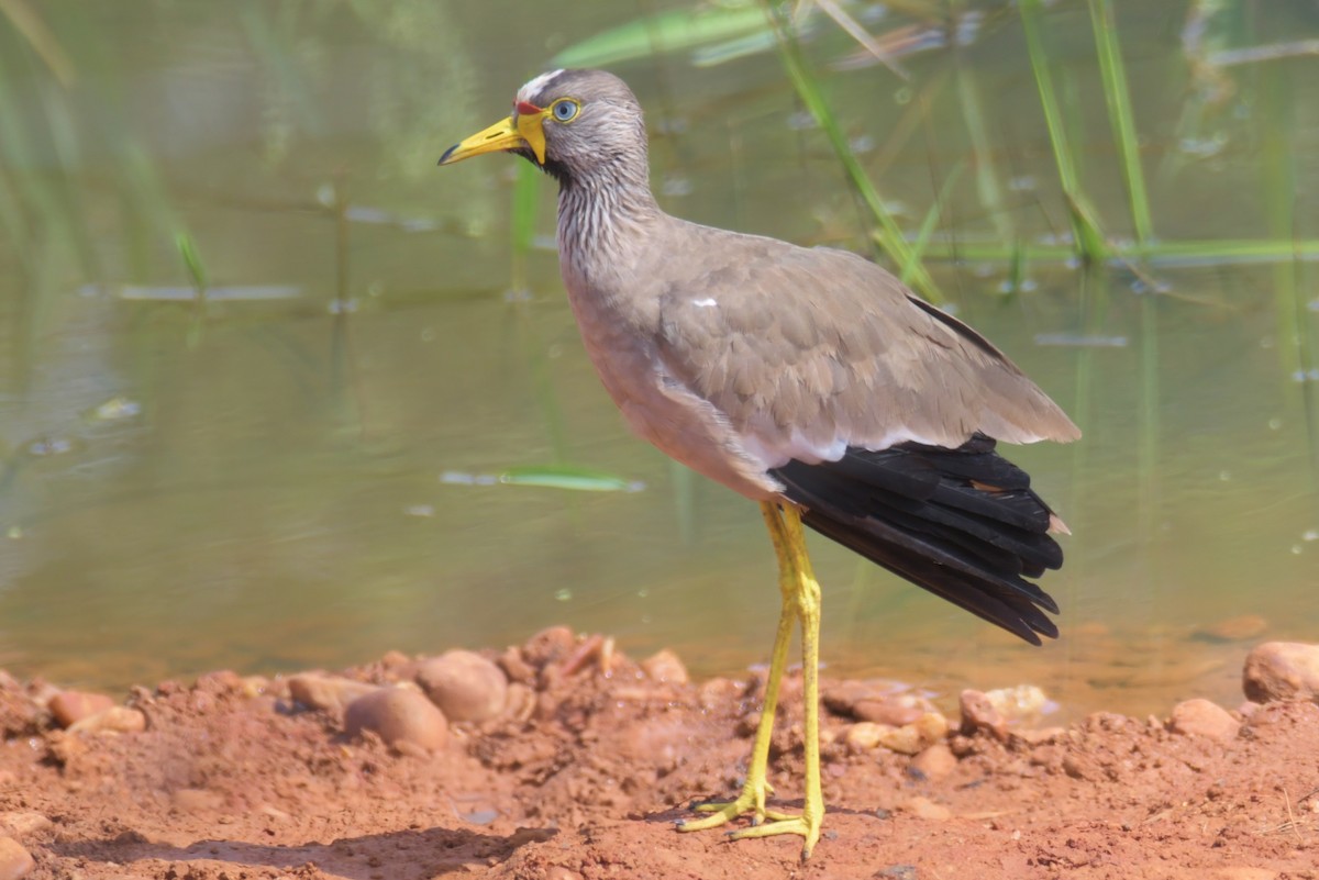 Wattled Lapwing - ML638900067