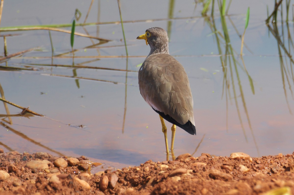Wattled Lapwing - ML638900068