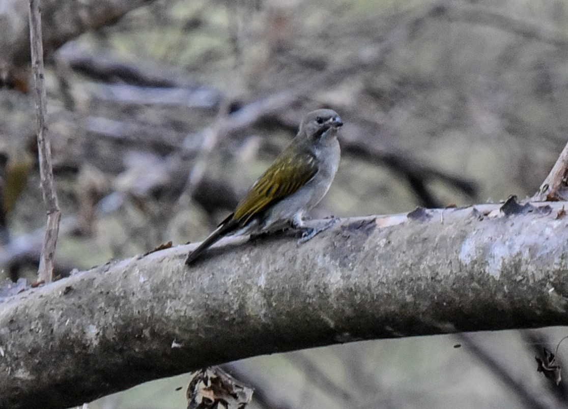 Lesser Honeyguide (Lesser) - ML638900088