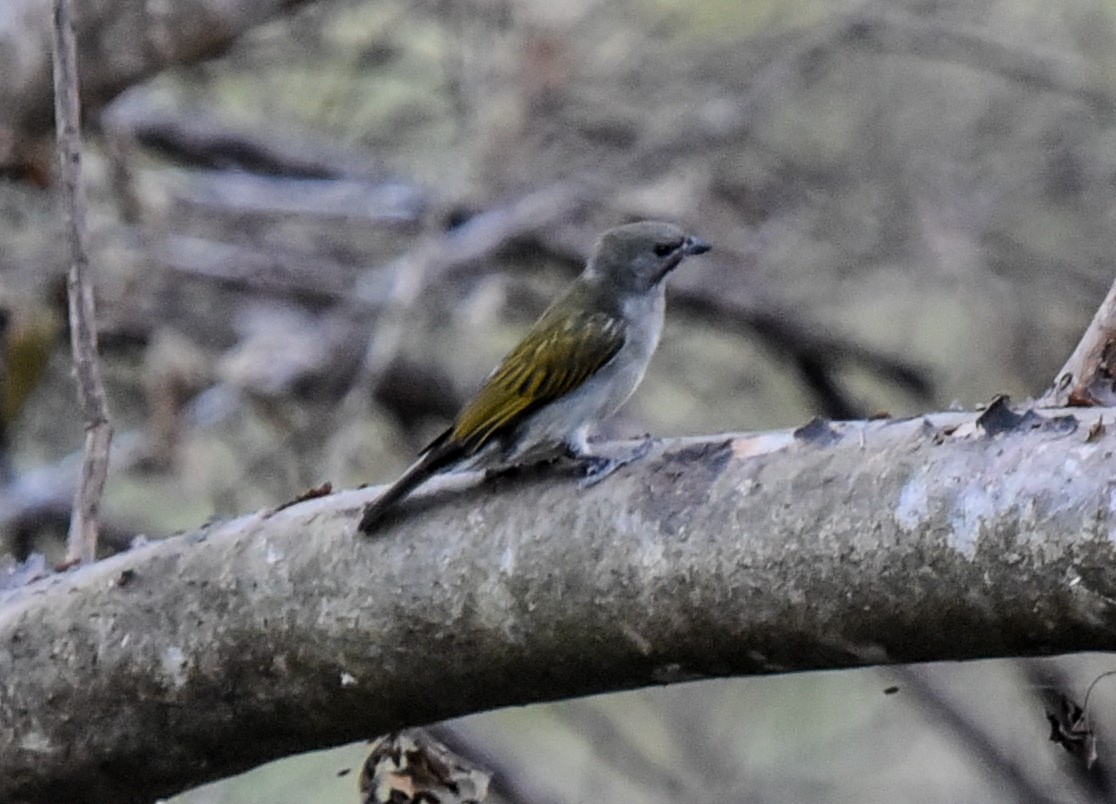 Lesser Honeyguide (Lesser) - ML638900089
