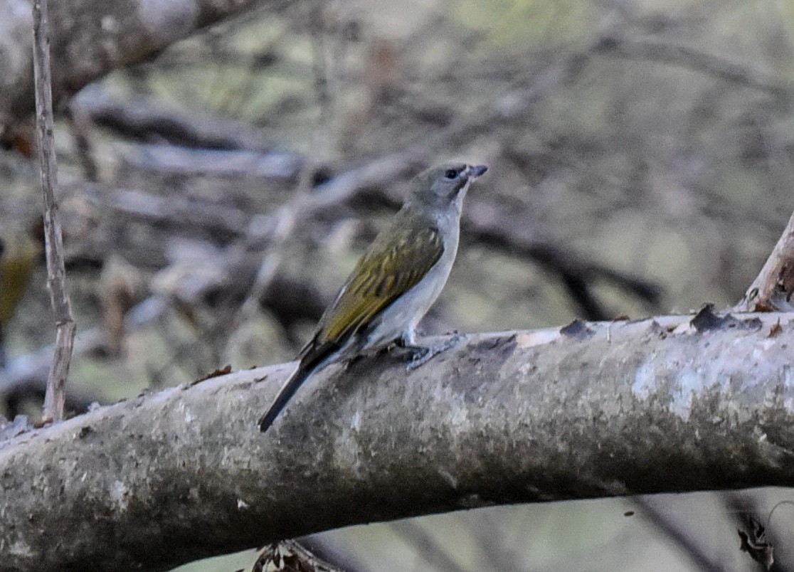 Lesser Honeyguide (Lesser) - ML638900090