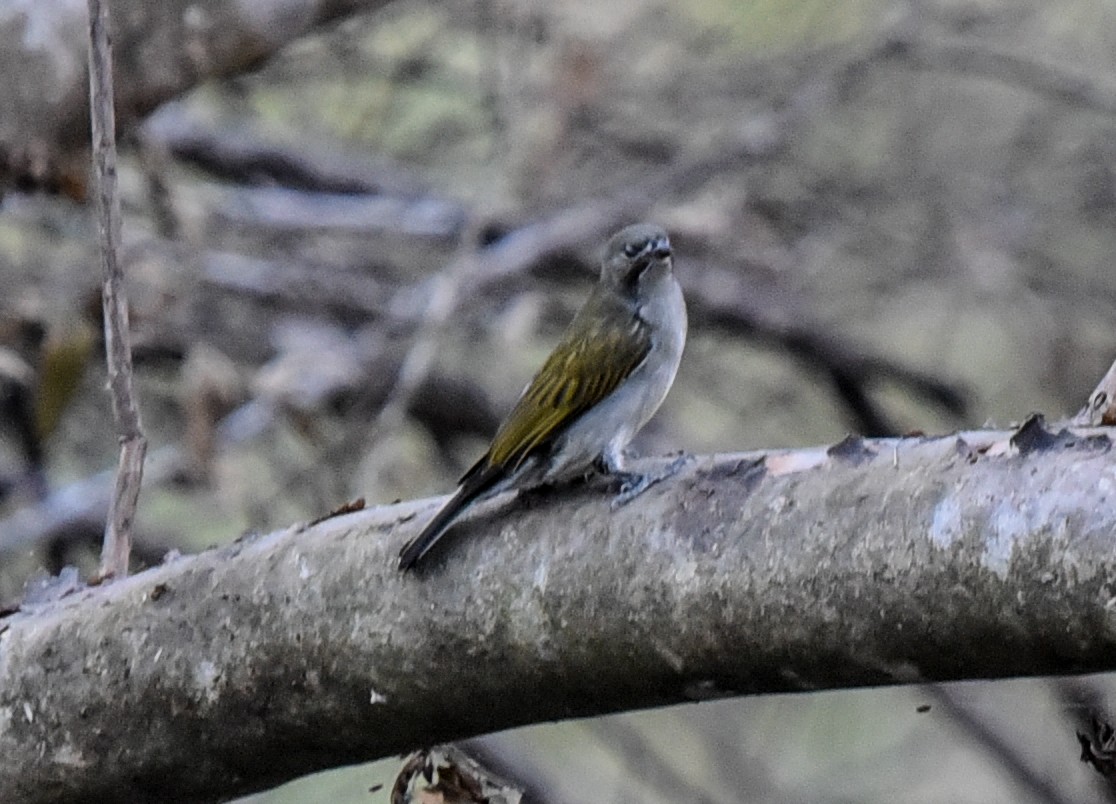 Lesser Honeyguide (Lesser) - ML638900091