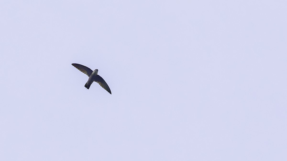 Band-rumped Swift - ML638900115