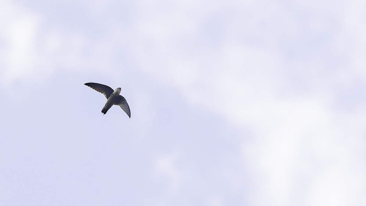 Band-rumped Swift - ML638900116