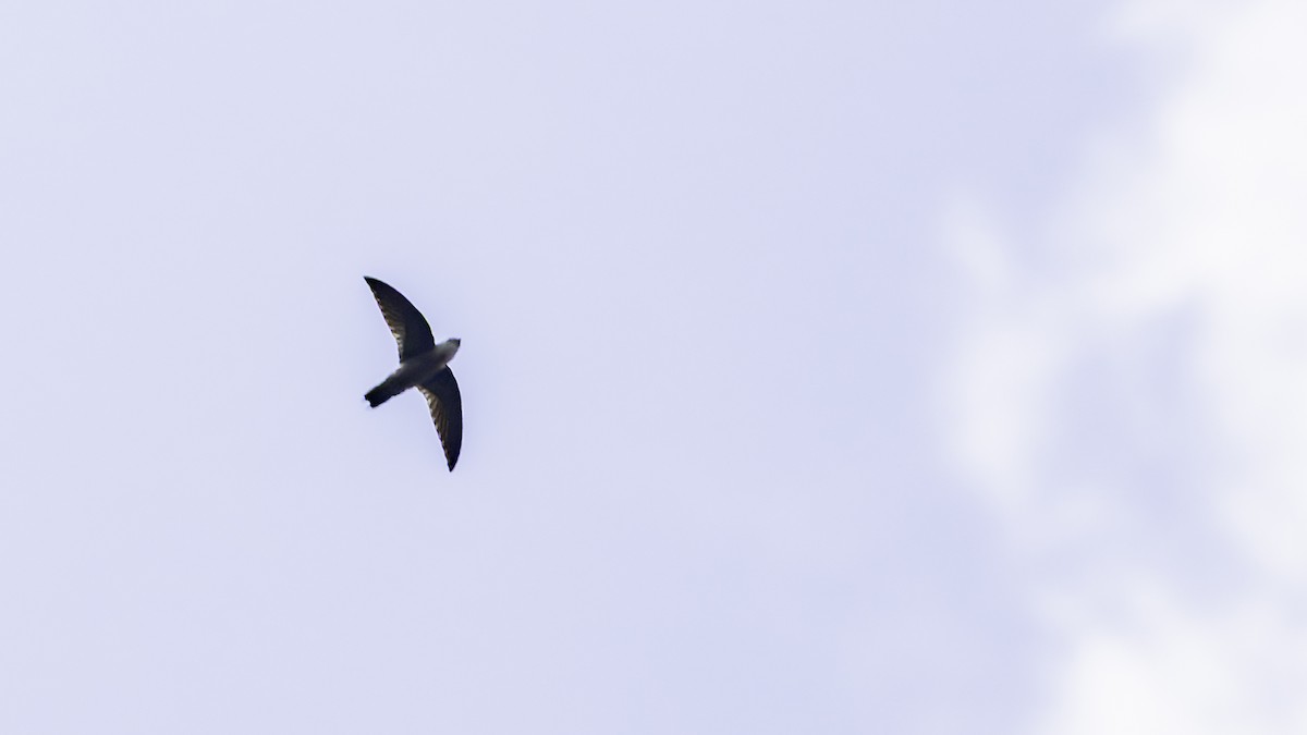 Band-rumped Swift - ML638900117