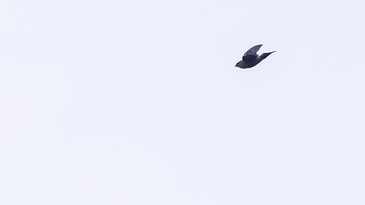 Band-rumped Swift - ML638900118