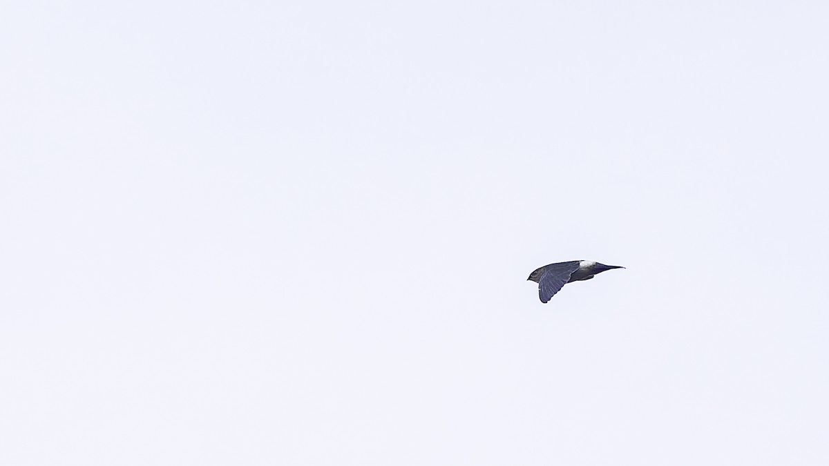 Band-rumped Swift - ML638900119