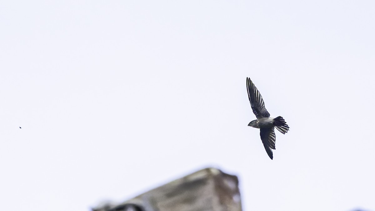 Band-rumped Swift - ML638900120