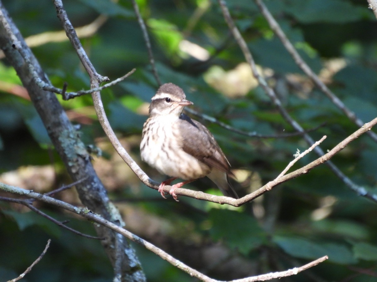 Louisiana Waterthrush - ML638900179