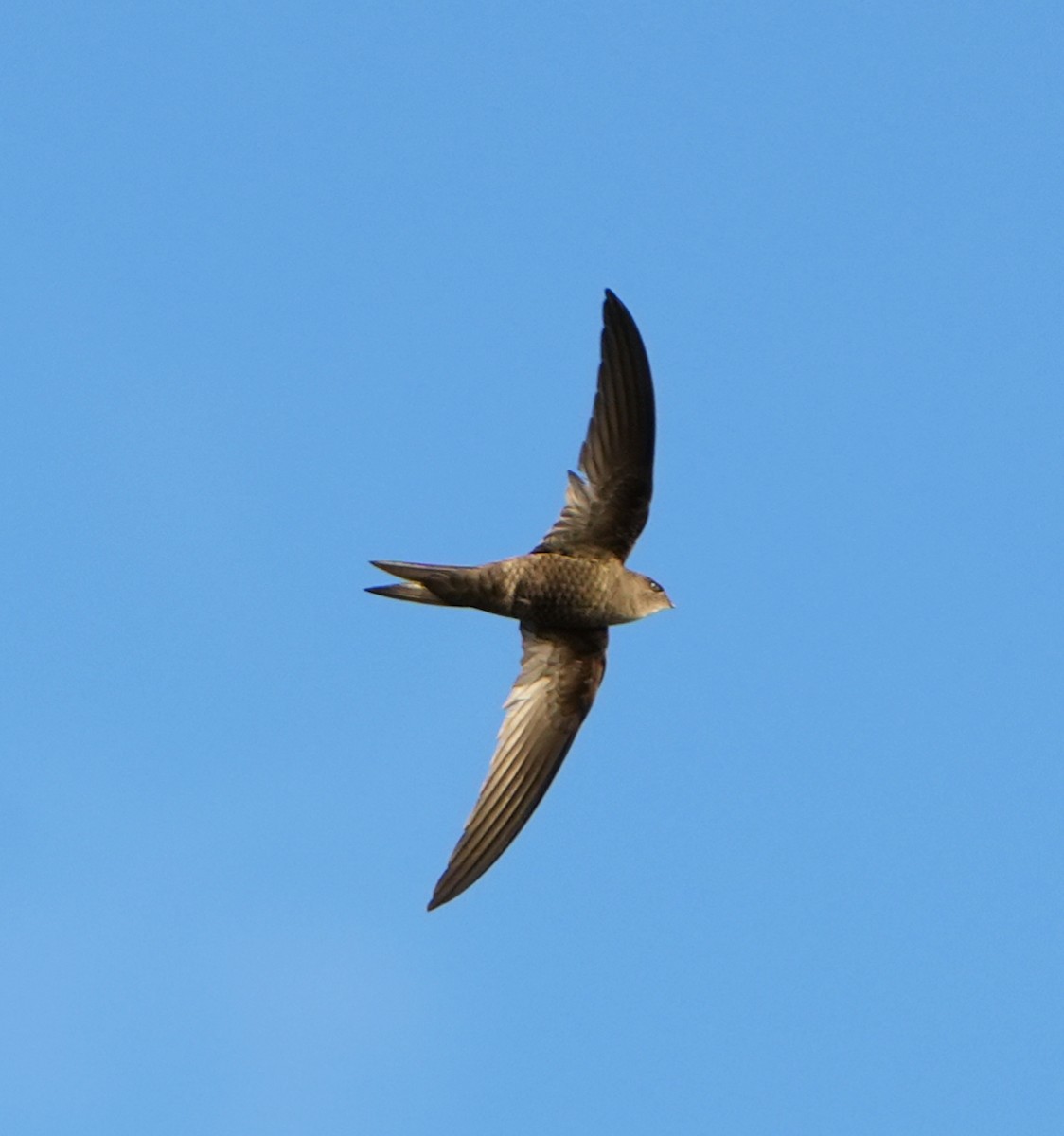 Plain Swift - ML638900260