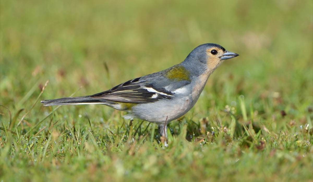 Madeira Chaffinch - ML638900274