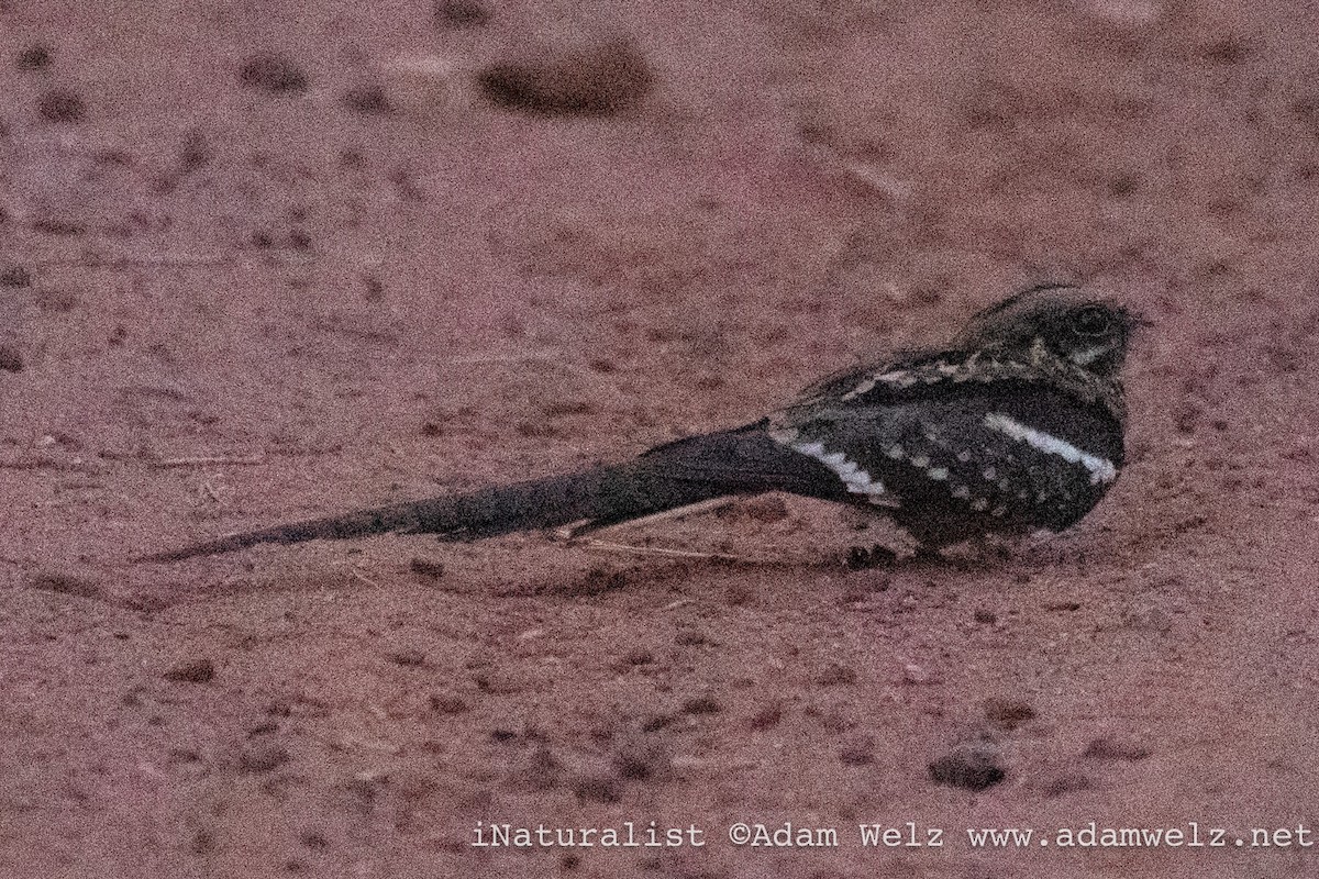 Long-tailed Nightjar - ML638900295