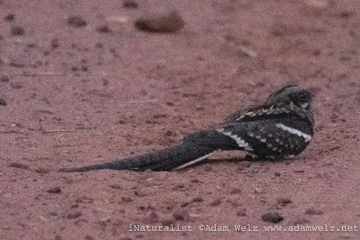 Long-tailed Nightjar - ML638900296