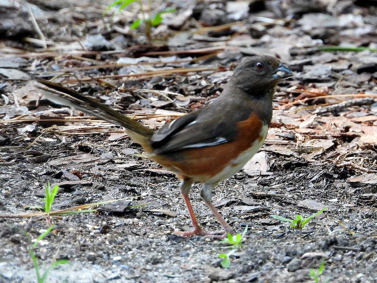 Eastern Towhee - ML638900347