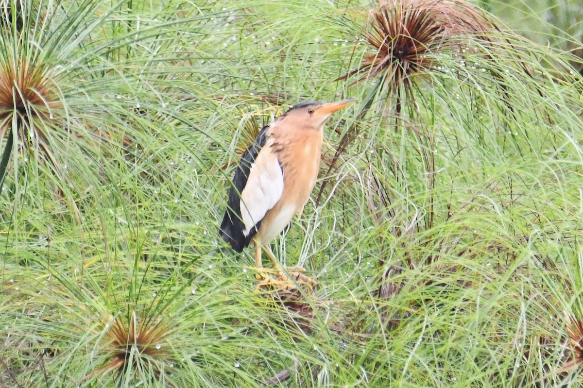 Little Bittern - ML638900394
