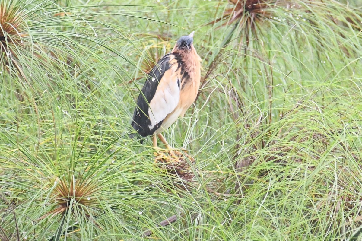 Little Bittern - ML638900395