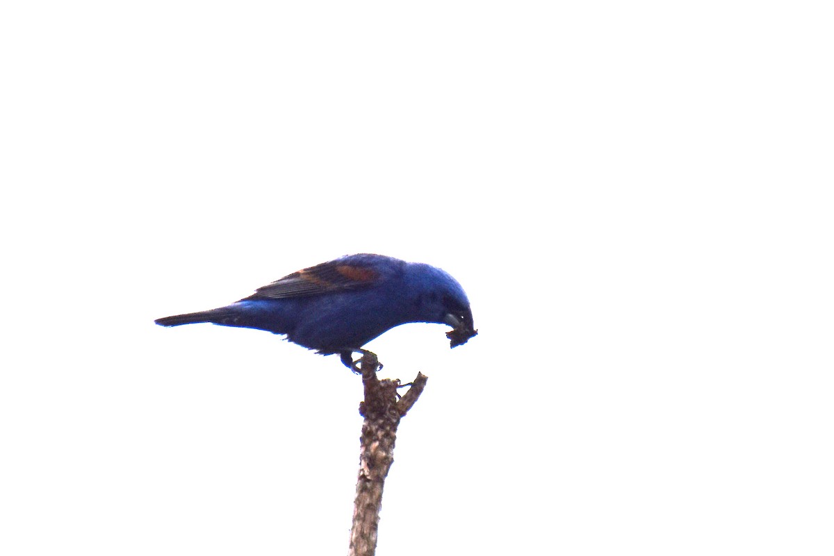 Blue Grosbeak - ML638900437