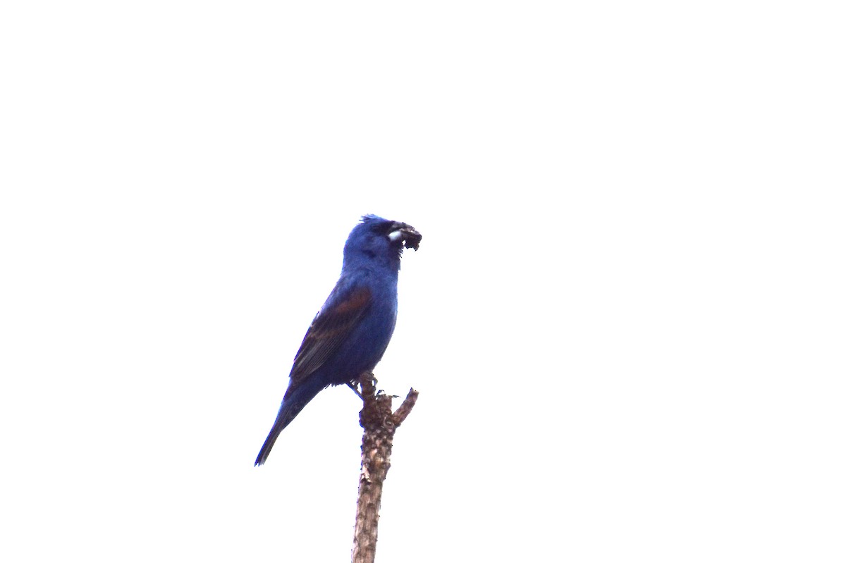 Blue Grosbeak - ML638900438