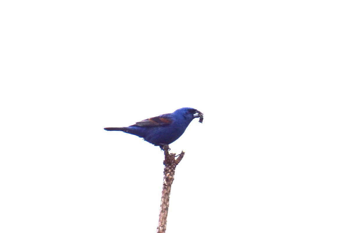 Blue Grosbeak - ML638900439