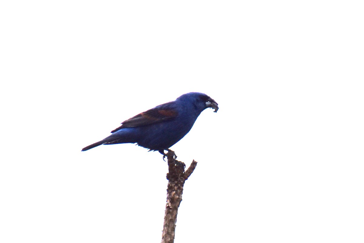 Blue Grosbeak - ML638900441