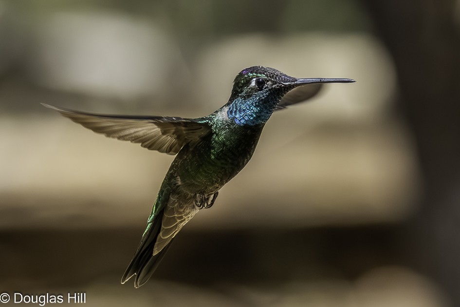 Rivoli's Hummingbird - ML638900452