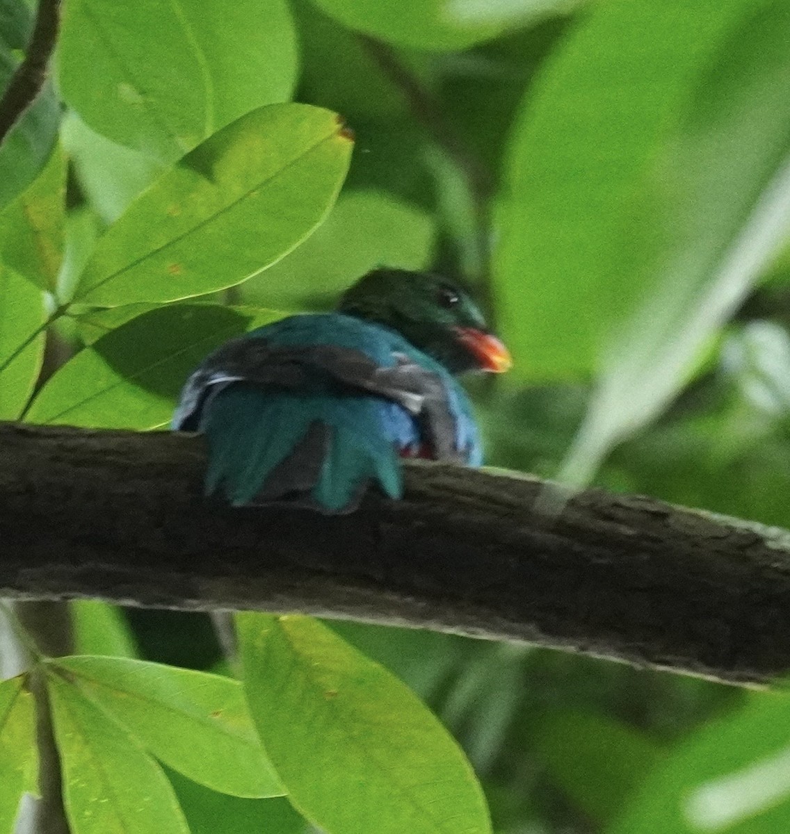 Pavonine Quetzal - ML638900522