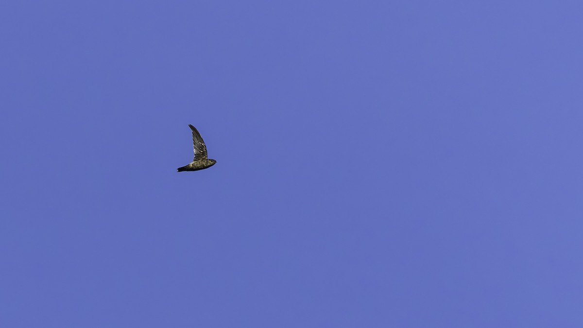 Band-rumped Swift - ML638900551