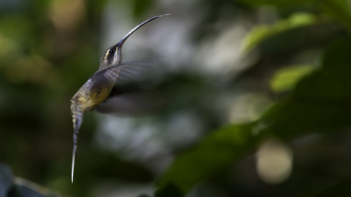 Long-tailed Hermit - ML638900554