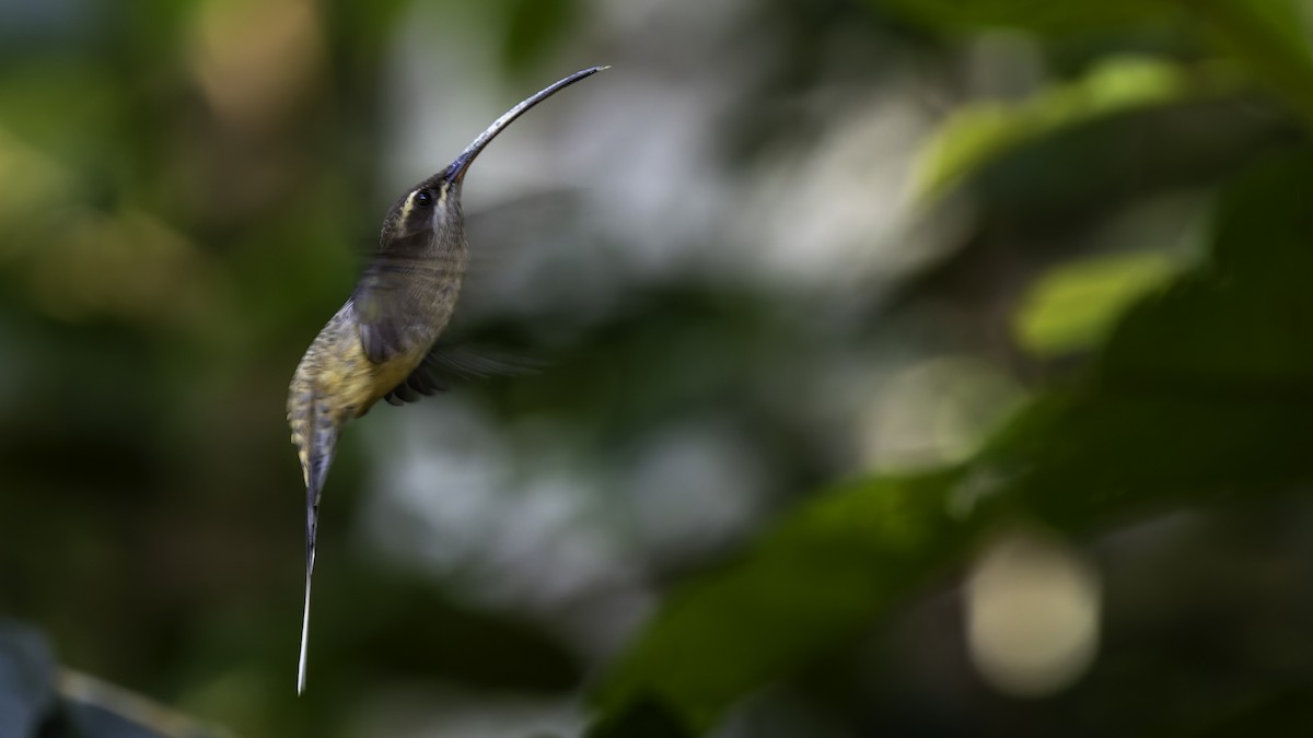 Long-tailed Hermit - ML638900555