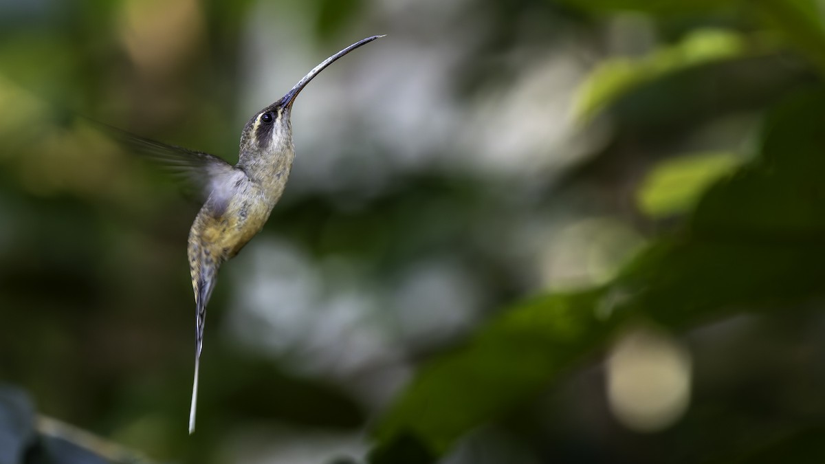 Long-tailed Hermit - ML638900556