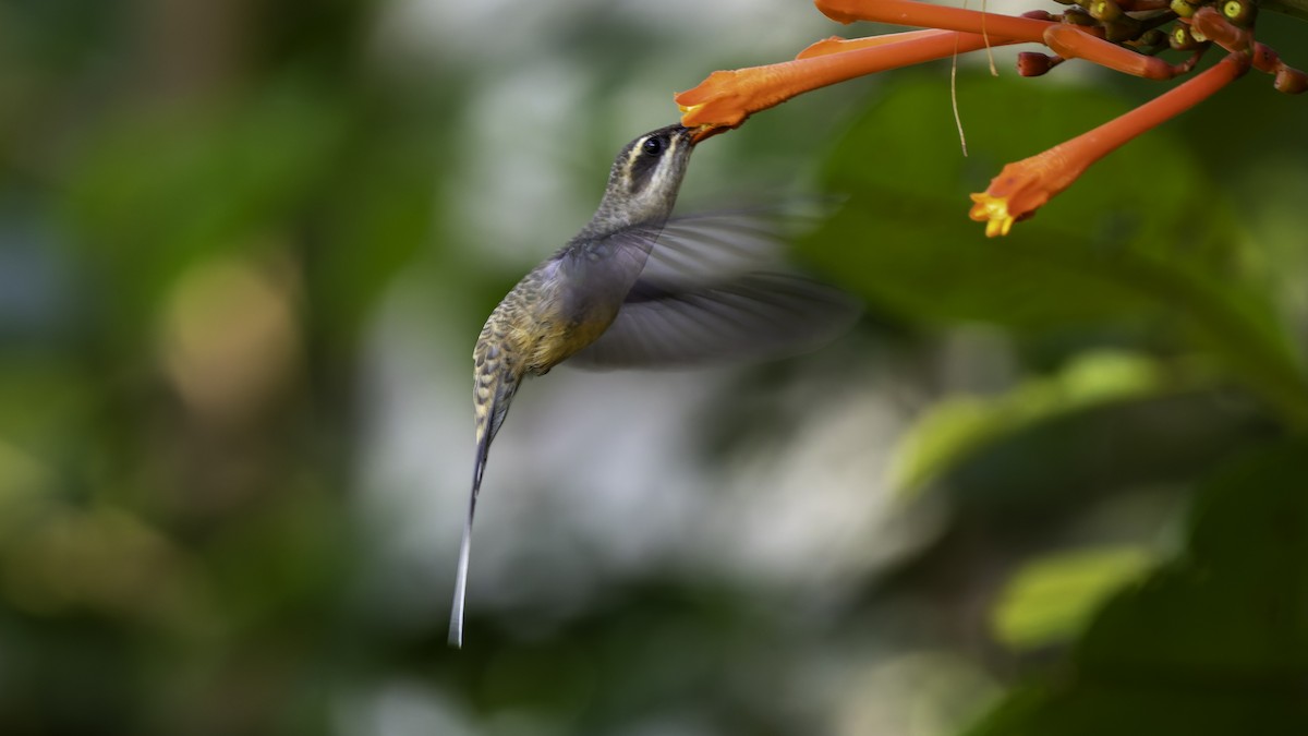 Long-tailed Hermit - ML638900557