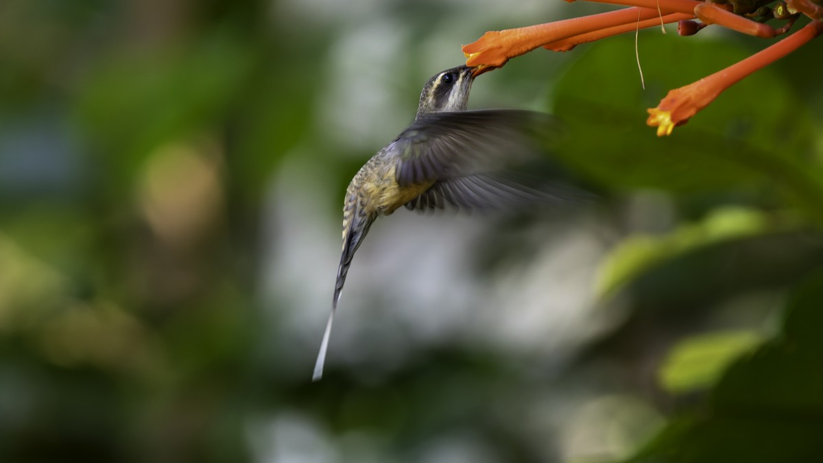 Long-tailed Hermit - ML638900558