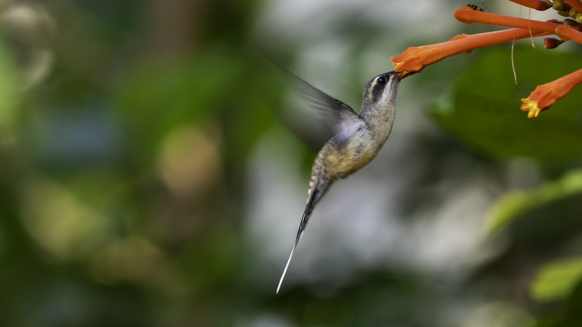 Long-tailed Hermit - ML638900559