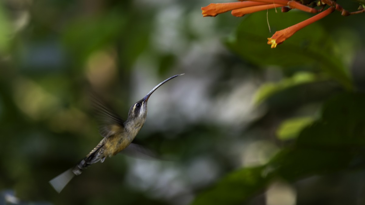 Long-tailed Hermit - ML638900561