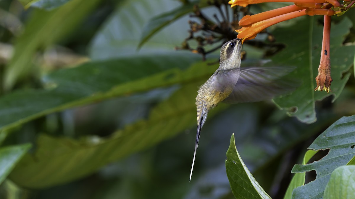 Long-tailed Hermit - ML638900563