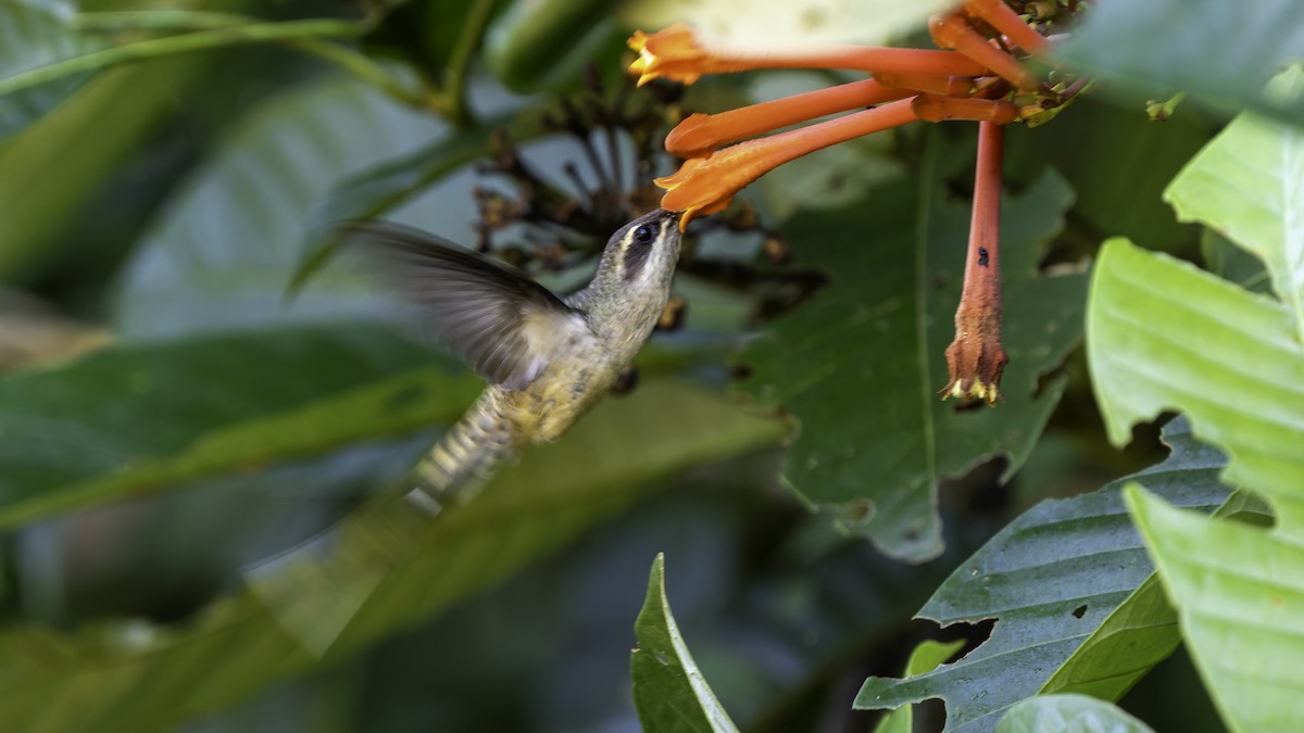 Long-tailed Hermit - ML638900564