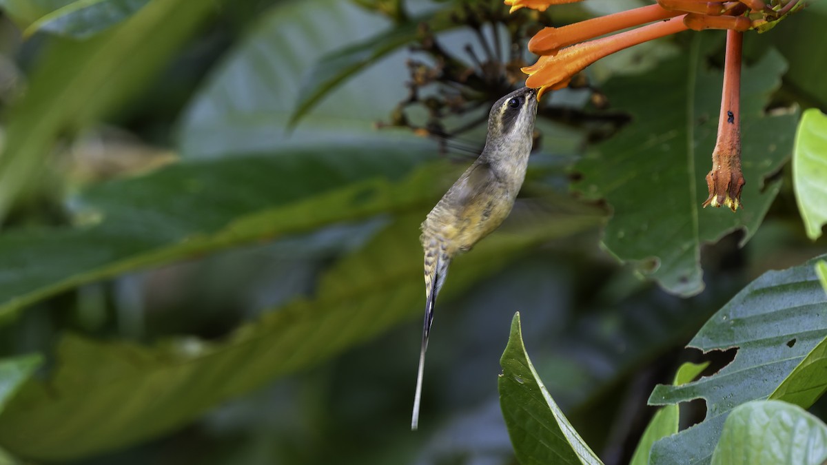 Long-tailed Hermit - ML638900565