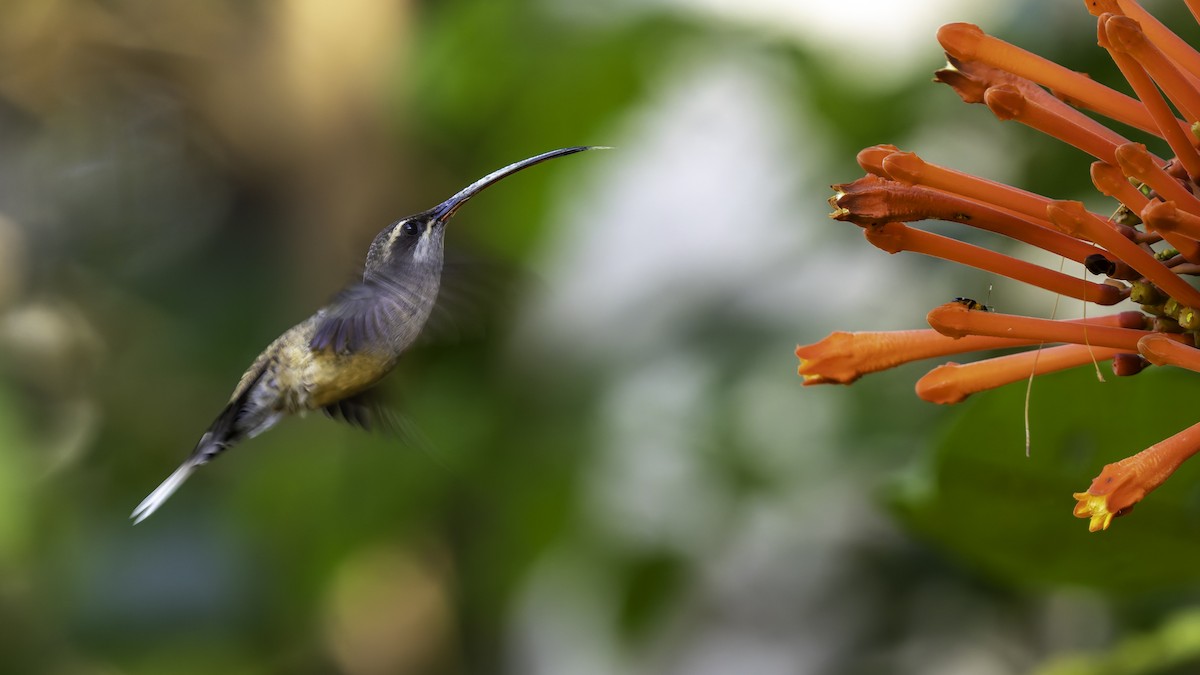 Long-tailed Hermit - ML638900566