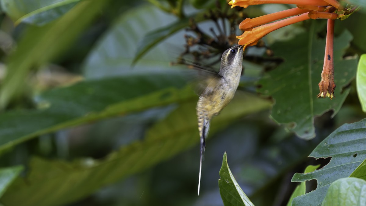 Long-tailed Hermit - ML638900567