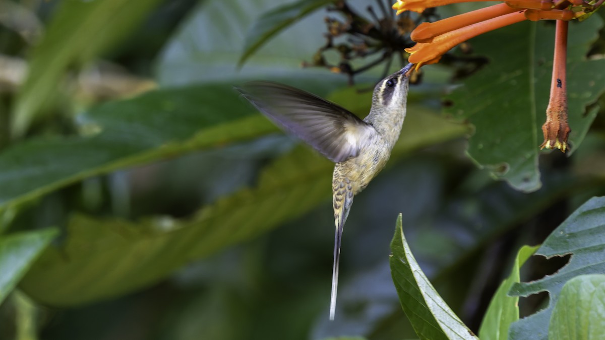 Long-tailed Hermit - ML638900568