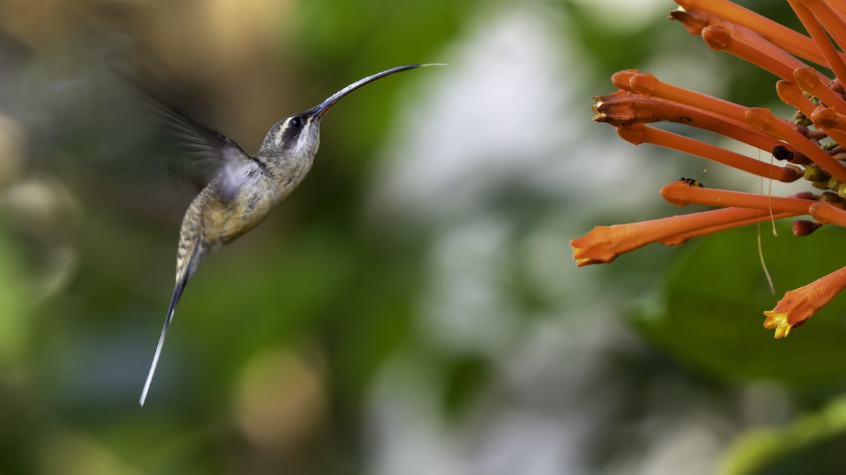 Long-tailed Hermit - ML638900569