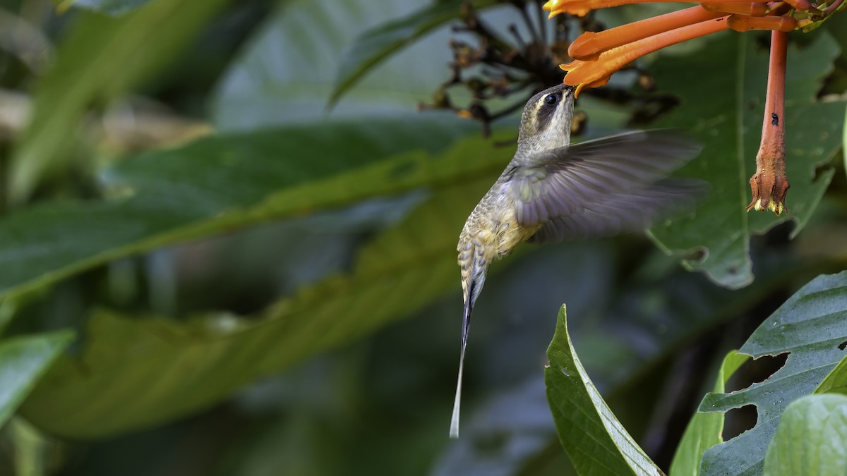 Long-tailed Hermit - ML638900570