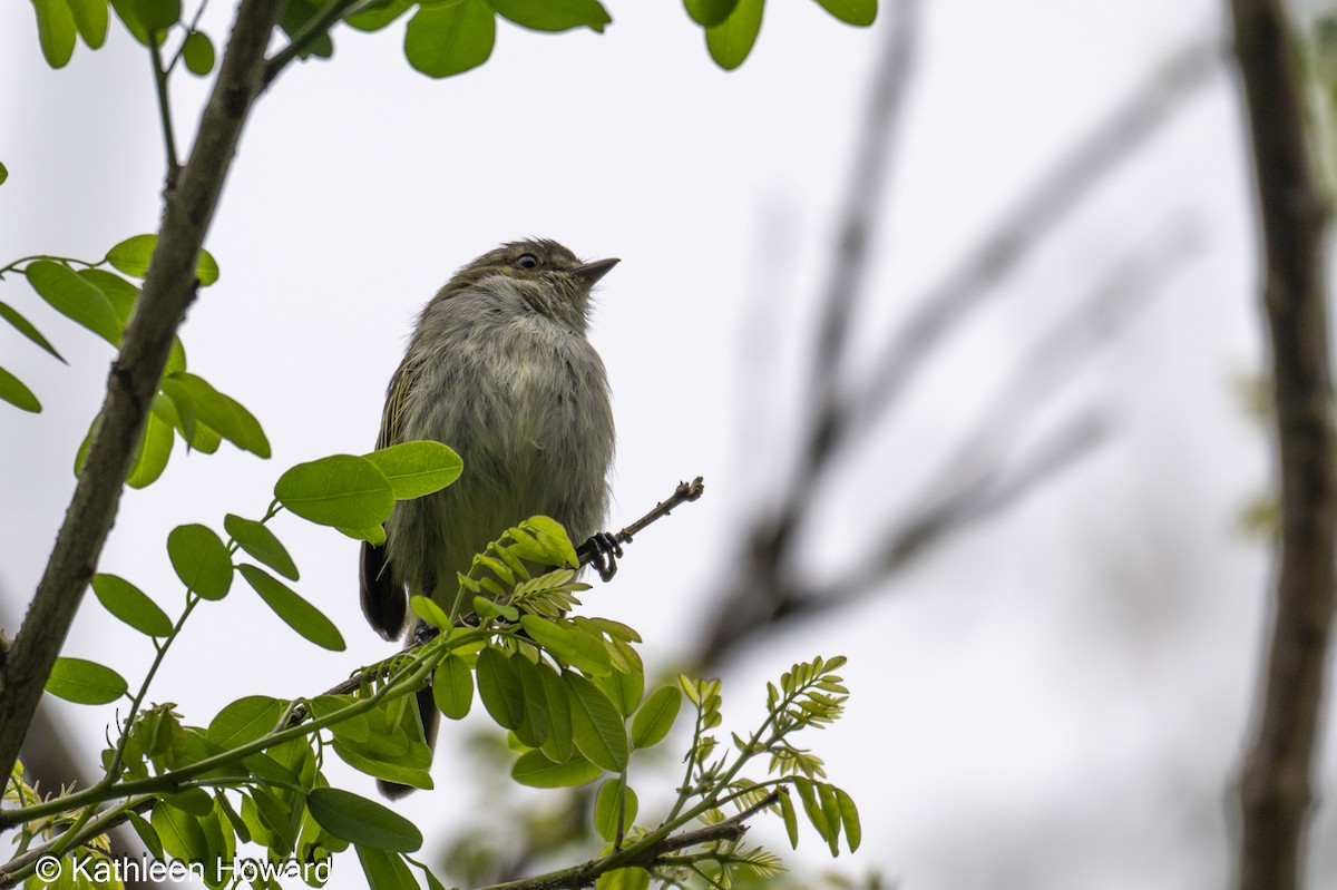 Mistletoe Tyrannulet - ML638900575