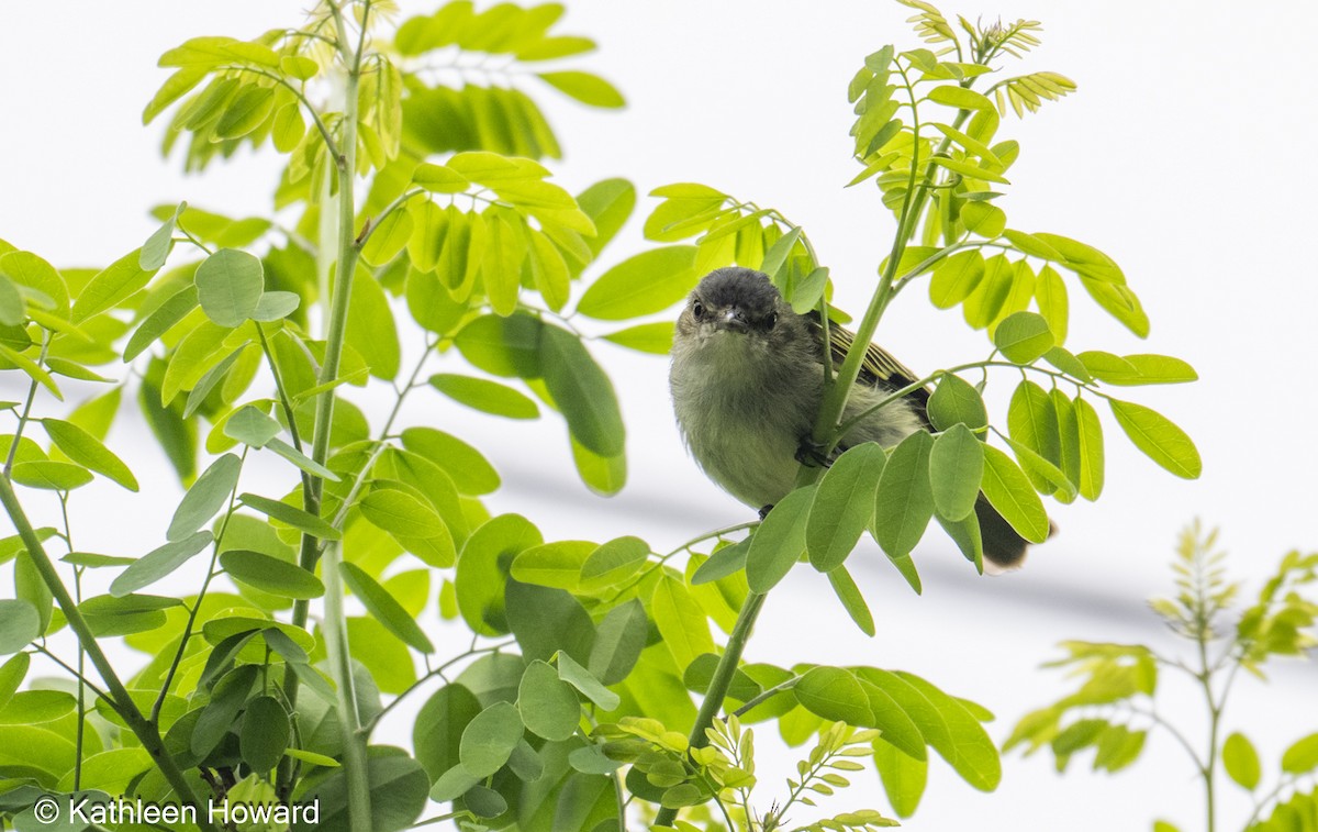 Mistletoe Tyrannulet - ML638900576