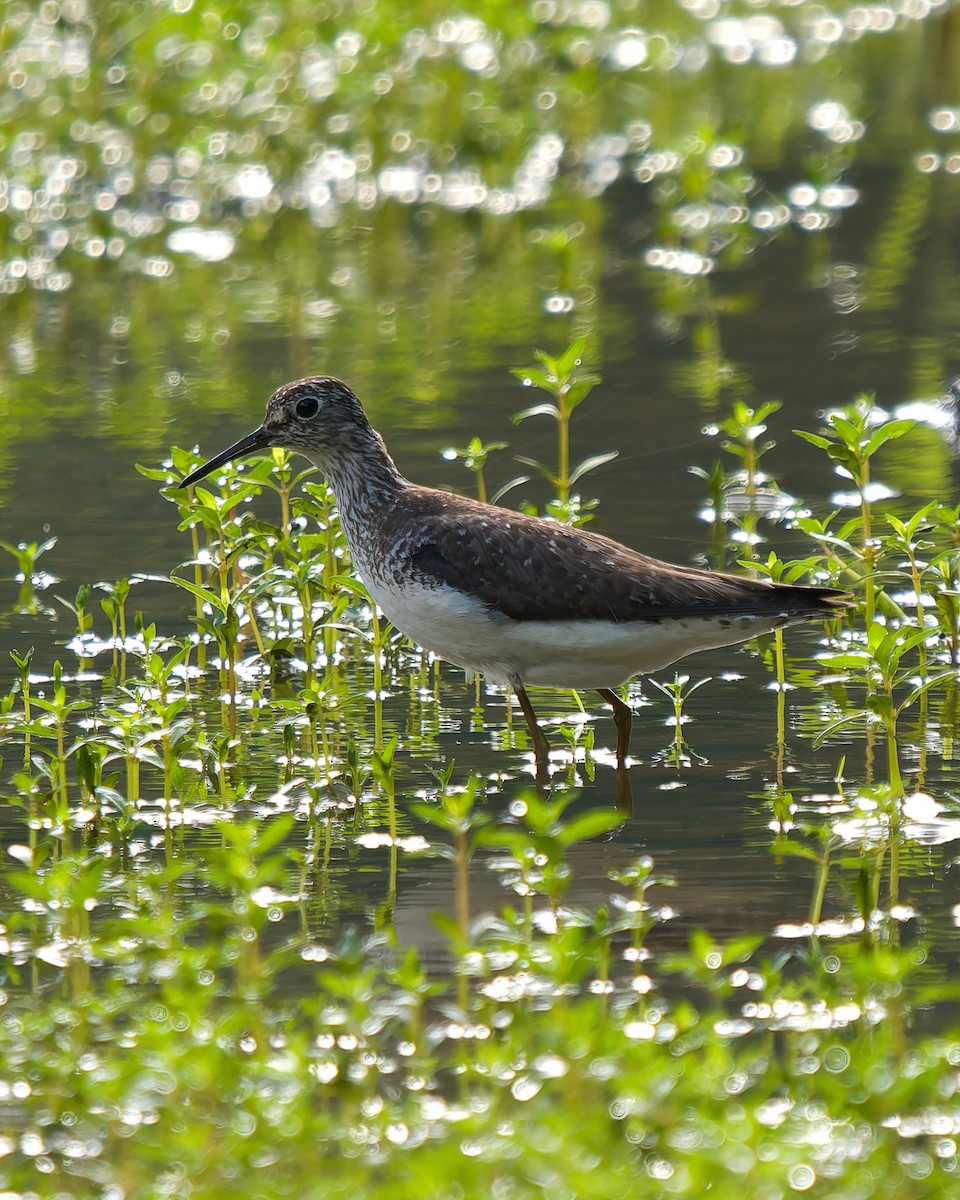 Solitary Sandpiper - ML638900590