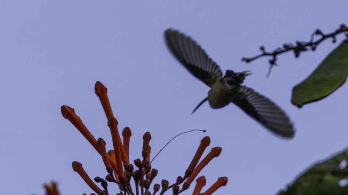 Long-tailed Hermit - ML638900592