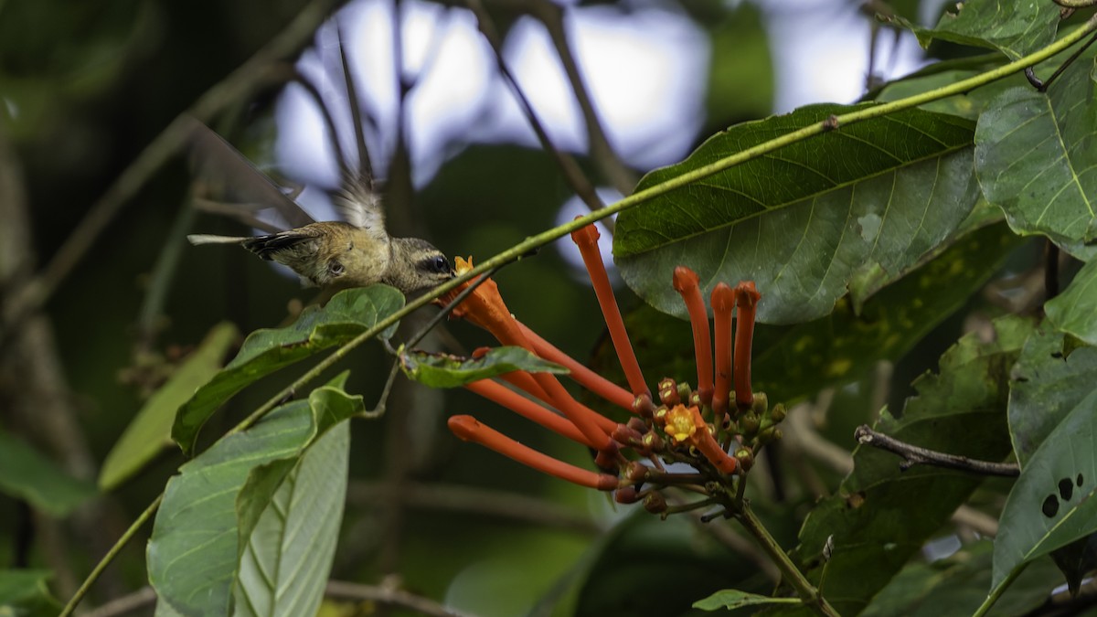 Long-tailed Hermit - ML638900594