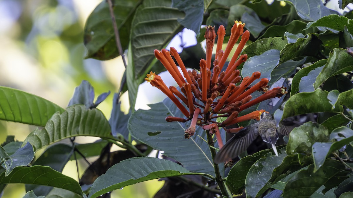 Long-tailed Hermit - ML638900596