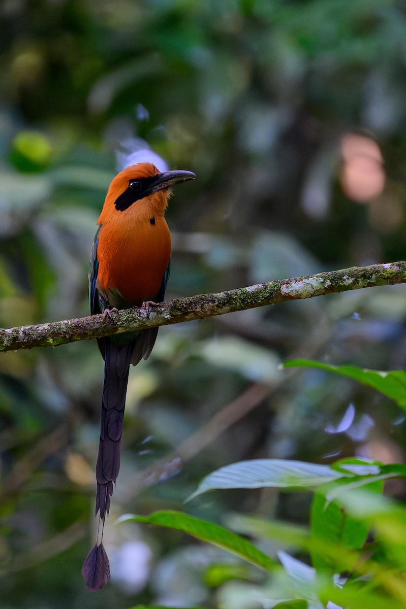 Rufous Motmot - ML638900680